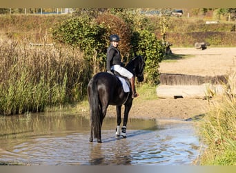 Trakehner, Mare, 5 years, 16,1 hh, Black