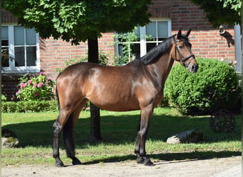 Trakehner, Mare, 5 years, 16.1 hh, Brown