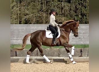 Trakehner, Mare, 5 years, 16.1 hh, Chestnut