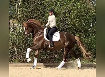 Trakehner, Mare, 5 years, 16.1 hh, Chestnut