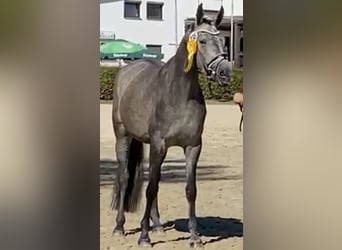 Trakehner, Mare, 5 years, 16,1 hh, Gray