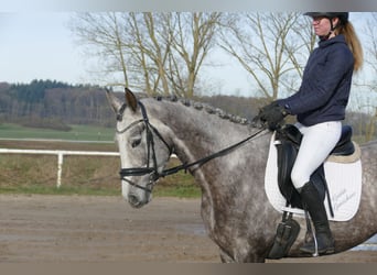 Trakehner, Mare, 5 years, 16.1 hh, Gray