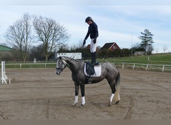 Trakehner, Mare, 5 years, 16.1 hh, Gray