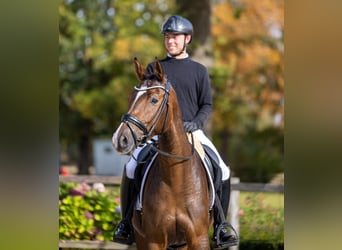 Trakehner, Mare, 5 years, 16.2 hh, Brown