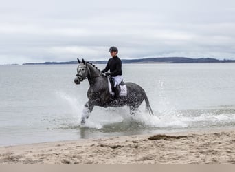 Trakehner, Mare, 5 years, 16,2 hh, Gray