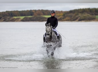 Trakehner, Mare, 5 years, 16,2 hh, Gray