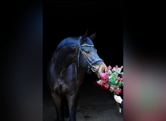 Trakehner, Mare, 5 years, 16.3 hh, Bay-Dark