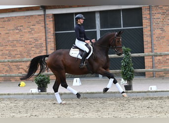 Trakehner, Mare, 5 years, 16.3 hh, Brown