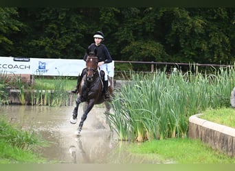Trakehner, Mare, 5 years, 16.3 hh, Brown