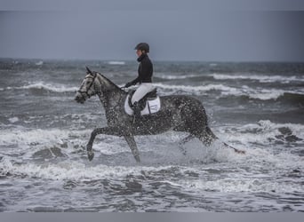 Trakehner, Mare, 5 years, 16.3 hh, Gray