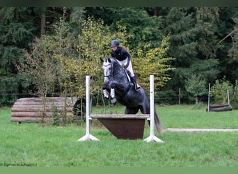 Trakehner, Mare, 5 years, 16.3 hh, Gray