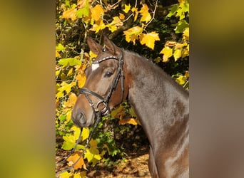 Trakehner, Mare, 5 years, 16 hh, Brown