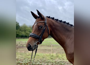 Trakehner, Mare, 5 years, 16 hh, Brown