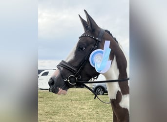 Trakehner, Mare, 5 years, 16 hh, Pinto