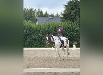 Trakehner, Mare, 5 years, 16 hh, Pinto