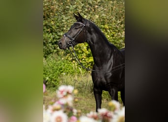 Trakehner, Mare, 5 years, 16 hh, Smoky-Black