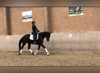 Trakehner, Mare, 5 years, 16 hh, Smoky-Black