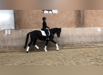 Trakehner, Mare, 5 years, 16 hh, Smoky-Black