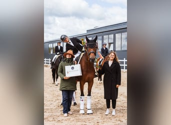 Trakehner, Mare, 5 years, 16,1 hh, Bay