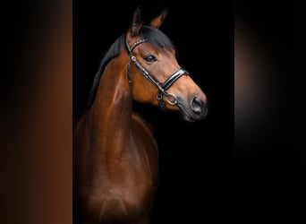 Trakehner, Mare, 5 years, 16,1 hh, Bay