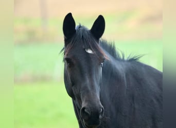 Trakehner, Mare, 5 years, 16,1 hh, Black