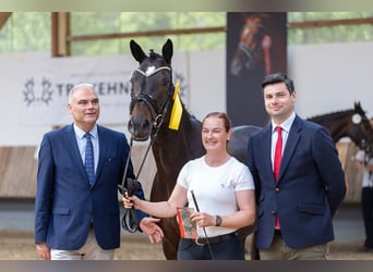 Trakehner, Mare, 5 years, 16,1 hh, Black