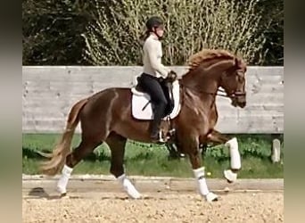 Trakehner, Mare, 5 years, 16,1 hh, Chestnut