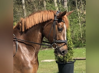 Trakehner, Mare, 5 years, 16,1 hh, Chestnut