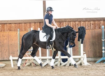 Trakehner, Mare, 5 years, 16,1 hh, Smoky-Black