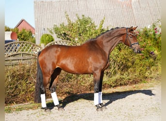 Trakehner, Mare, 5 years, 16,2 hh, Bay-Dark