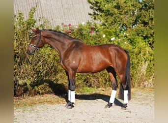 Trakehner, Mare, 5 years, 16,2 hh, Bay-Dark