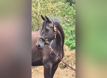Trakehner, Mare, 5 years, 16,2 hh, Black