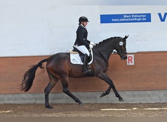 Trakehner, Mare, 5 years, 16,3 hh, Bay-Dark