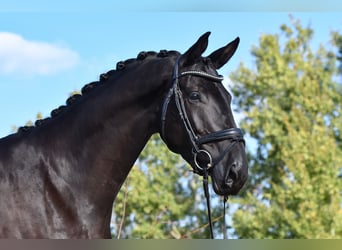 Trakehner, Mare, 5 years, 16,3 hh, Black