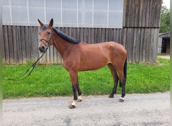 Trakehner, Mare, 5 years, 17.1 hh, Brown