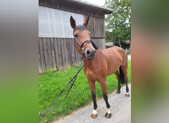Trakehner, Mare, 5 years, 17.1 hh, Brown