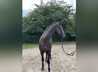 Trakehner, Stute, 5 Jahre, 17 hh, Rappe