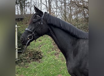 Trakehner, Mare, 5 years, 17,1 hh, Black
