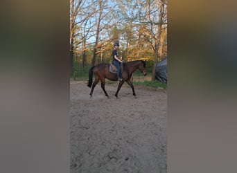 Trakehner, Mare, 5 years, Brown