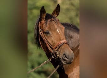 Trakehner, Mare, 6 years, 15.2 hh, Brown