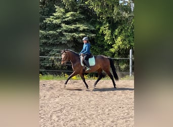 Trakehner, Mare, 6 years, 15.2 hh, Brown