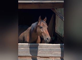 Trakehner Mix, Mare, 6 years, 15.2 hh, Brown