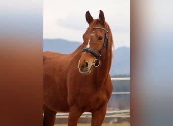 Trakehner, Mare, 6 years, 15,2 hh, Chestnut-Red