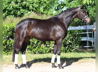 Trakehner, Mare, 6 years, 16.1 hh, Bay-Dark