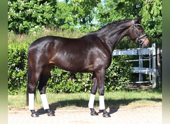 Trakehner, Mare, 6 years, 16.1 hh, Bay-Dark