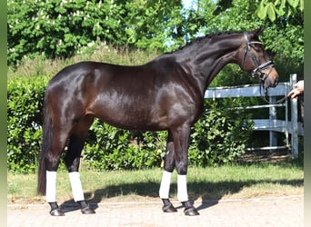 Trakehner, Mare, 6 years, 16.1 hh, Bay-Dark