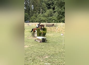 Trakehner, Mare, 6 years, 16.1 hh, Brown
