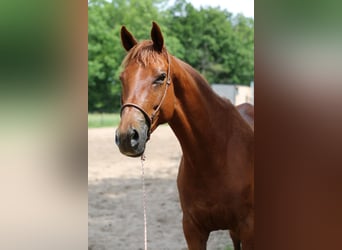 Trakehner, Mare, 6 years, 16.1 hh, Chestnut-Red