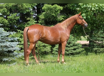 Trakehner, Mare, 6 years, 16.1 hh, Chestnut-Red