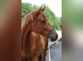 Trakehner, Mare, 6 years, 16.1 hh, Chestnut-Red